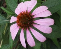 echinacea purpurea 5.jpg